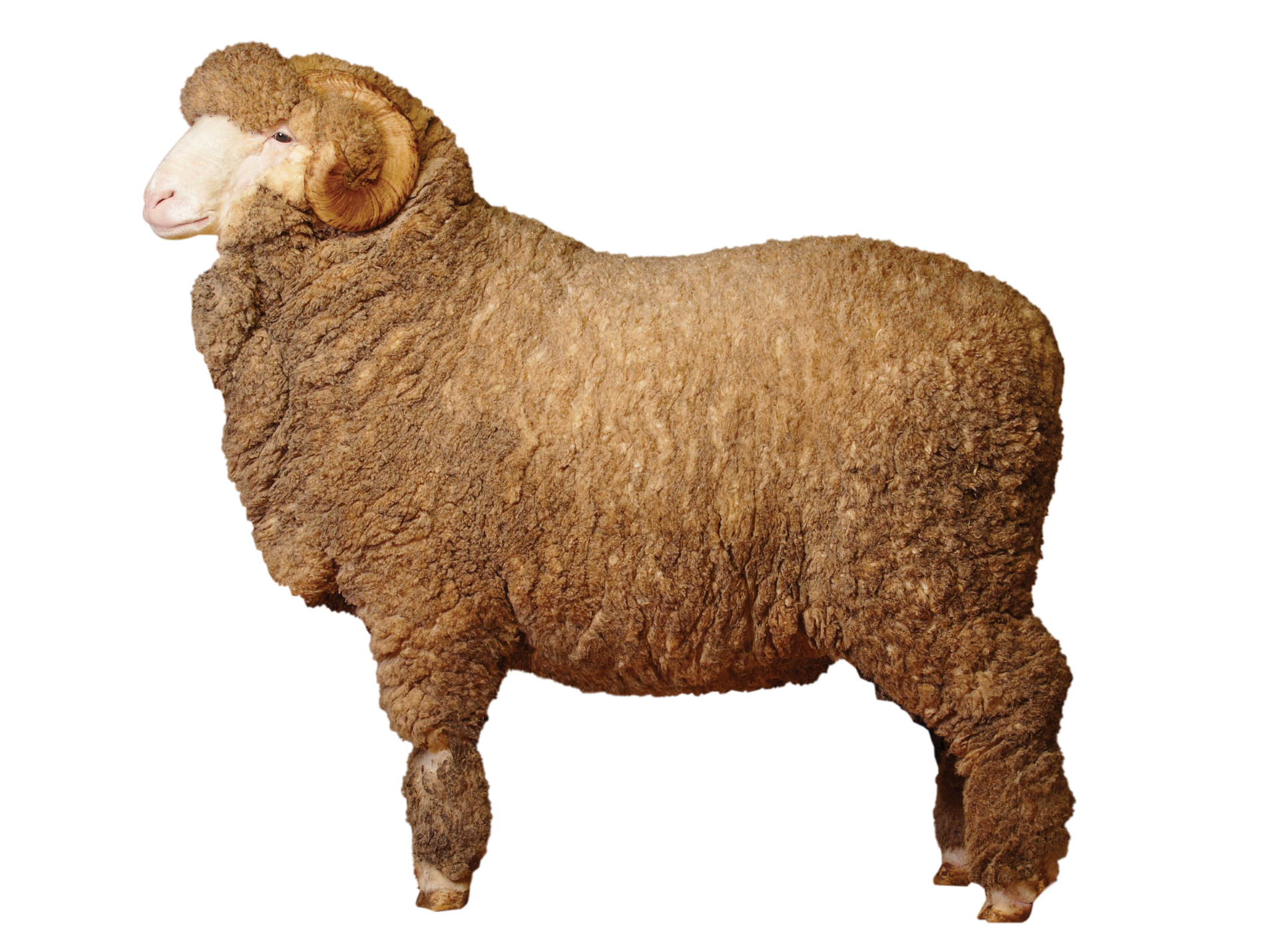 Ultrafine Merino_RT